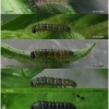 bol dia larva1 volg